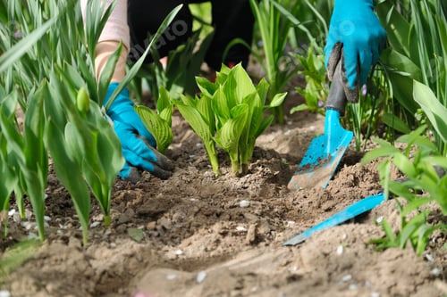 Preview: Spring work in garden, woman hands in gloves with garden tools, in foreground young green bush hosta