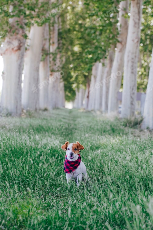 Preview: cute small jack russell dog standing outdoors in a trees way and looking at camera