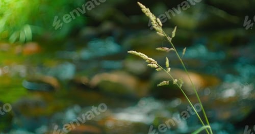 Preview: Selective focus on ripe grass. River flow blurred. Reeds on shore of rapid stream. A beautiful
