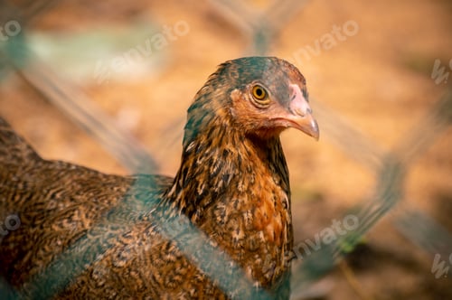 Preview: Jungle fowl hen looking at the camera through the net, free-range farm animals.