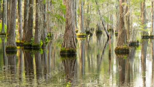 Preview: Smooth Water Reflects Cypress Trees in Swamp Marsh Lake