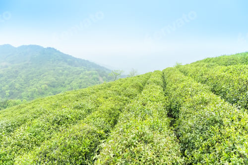 Preview: green tea plantation in spring