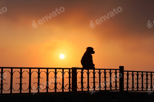 Preview: silhouette of monkey at dusk - wild animals - apes nature background