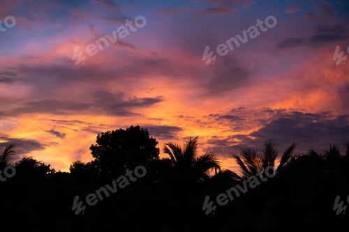 Preview: a sunset in the middle of a tropical jungle with trees