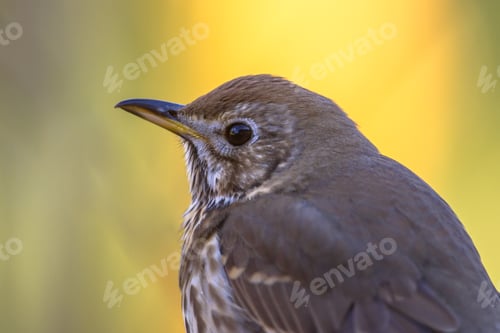 Preview: Portrait of Song thrush