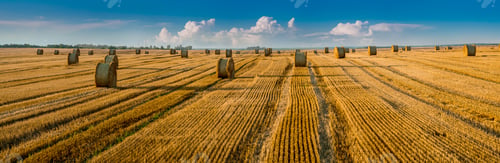 Preview: panoramic of a lines of harvested in a wheat field and bales of straw in rolls
