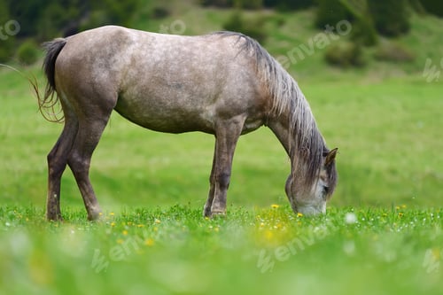 Preview: Horse on the pasture