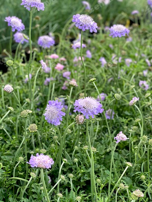 Preview: Purple flowers