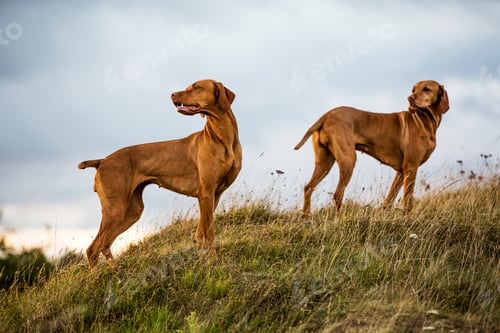 Preview: Portrait of two Vizla dogs standing on a meadow.