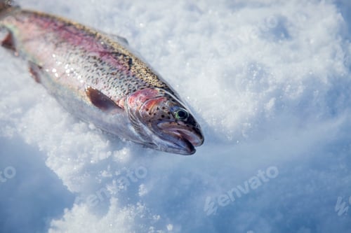 Preview: Fresh caught rainbow trout lays on the snow and ice of a northern Minnesota lake during winter