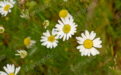 Preview: Flowering chamomile. Bright daisies blooming in the sunlight.