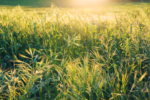 Preview: Bright sunset over green field. Green meadow.