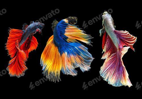 Preview: Moving beautiful of multicolor siamese betta fish or half moon betta splendens fighting fish