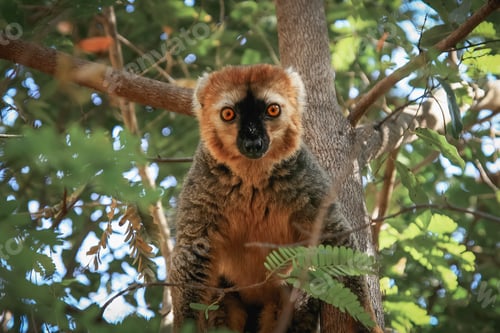 Preview: Lemur, Isalo National Park, Route Nationale 7, Madagascar, Africa