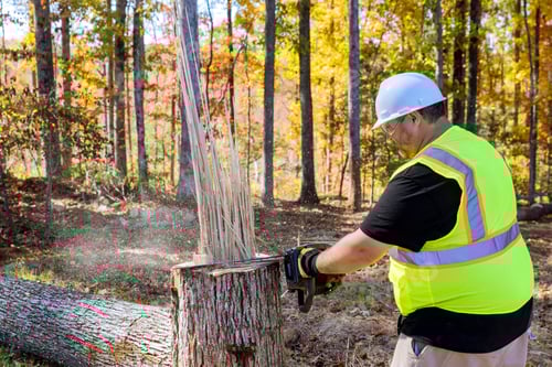 Preview: There is a worker cutting down trees after a strong hurricane struck the park in the autumn months