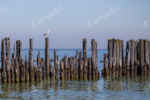 Preview: Heron