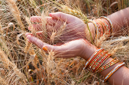 Preview: Closeup of Indian woman's hand touching wheat in a field,