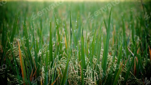 Preview: Natural background of green rice field in the morning dew
