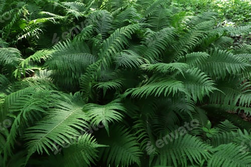 Preview: Beautiful fern with lush green leaves growing outdoors