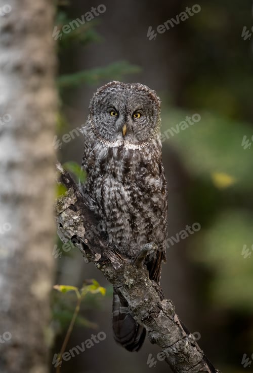 Preview: Great Gray Owl in Canada