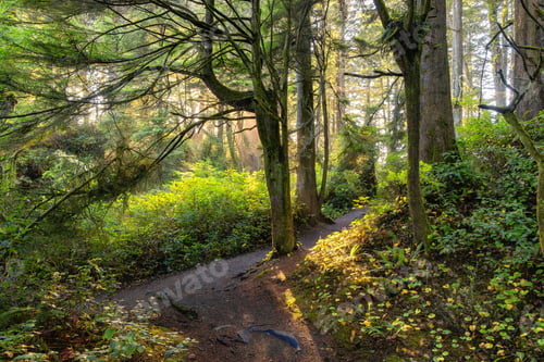 Preview: Vibrant Green Trees in the Rainforest on the Pacific West Coast. Sunny Fall Season. Vancouver Island