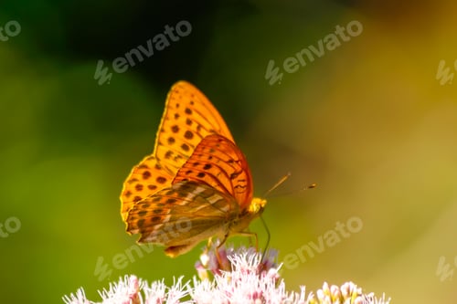 Preview: A pretty orange butterfly in the Plitvice Nature Park in Croatia