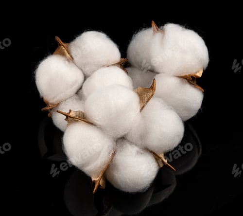 Preview: Cotton plant flower isolated on black background