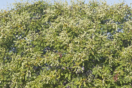 Preview: Goldenrain Tree (Koelreuteria Paniculata). Called Pride Of India, China Tree And Varnish Tree Also