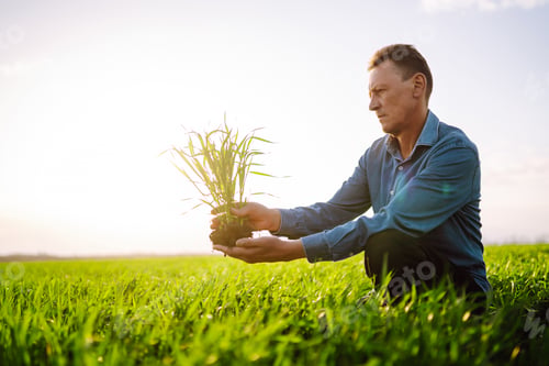Preview: Young Green wheat seedlings in the hands of a farmer. Ripening ears of wheat field.