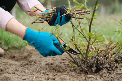 Preview: Closeup of gardeners hand in protective gloves with garden pruner making spring pruning