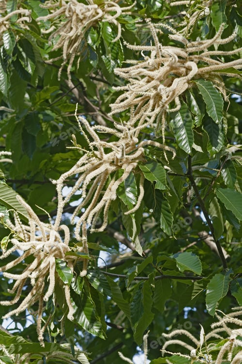 Preview: American Chestnut Flowers (Castanea Dentata)