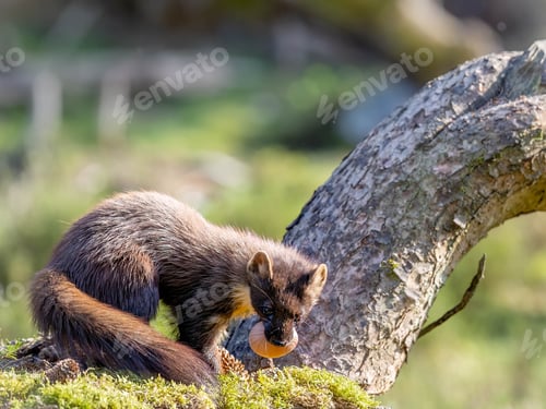 Preview: Pine marten holding an egg in its paws.