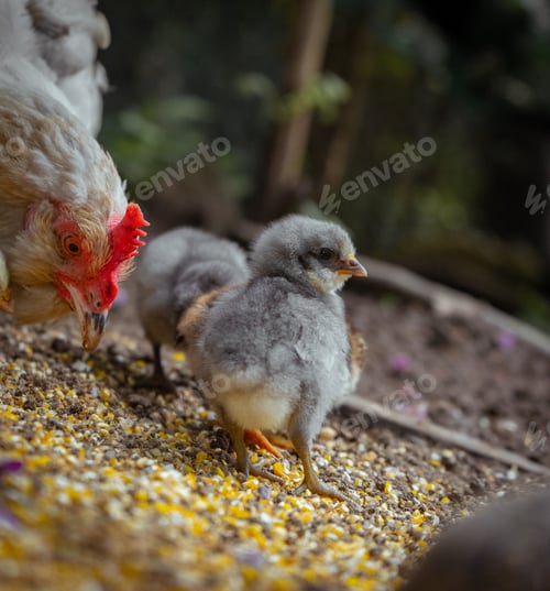 Preview: Closeup of cute chicks resting with a hen in the farmyard