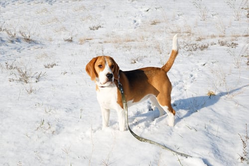 Preview: adult beagle dog for a walk on a snowy field