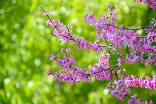Preview: Spring