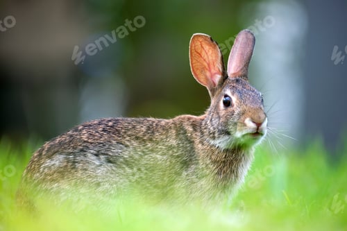 Preview: Grey small hare eating grass on summer field. Wild rabbit in nature
