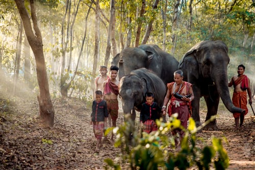 Aperçu: Elephant and woman in Thailand