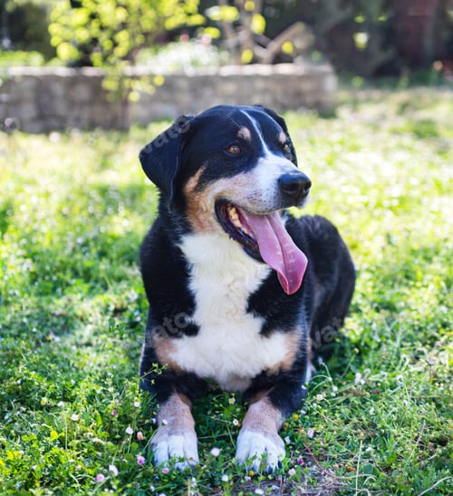 Preview: adult Appenzeller Sennenhund