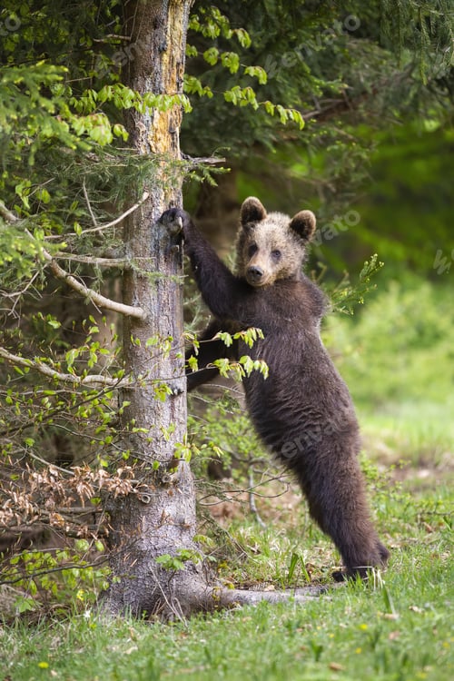 Preview: Young brown bear leaning on tree in vertical shot in summer