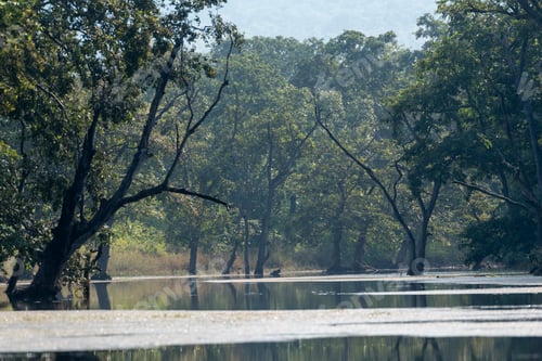 Preview: A forest landscape