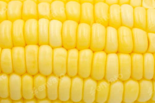 Preview: Close up Raw corn kernels in rows.