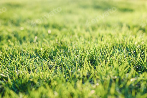 Preview: Green grass on bumpy lawn, uneven lawn leveling