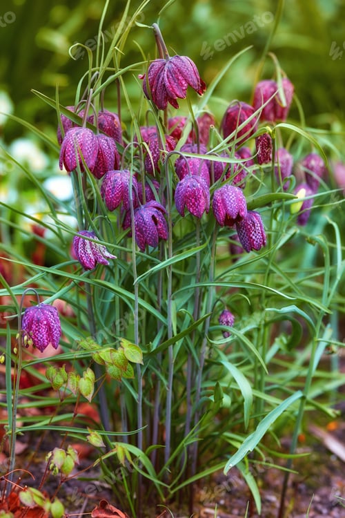 Preview: Beautiful flowers from my garden. A series of beautiful garden photos.