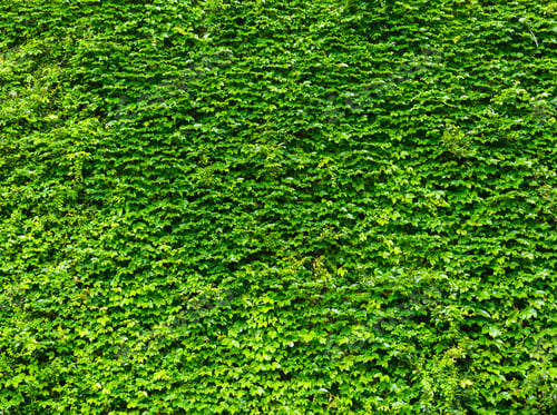 Preview: Bright green ivy leaves background