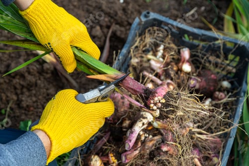 Preview: Garden pruning shears are yellow. Hands with gloves. Bulb of gladioli without soil