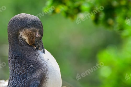 Preview: Adelie penguin perched atop a moss-covered outcropping of rock in a lush forest setting