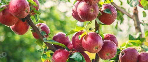Preview: Apples on tree red in garden. Selective focus.