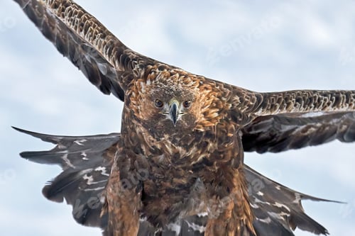 Preview: Golden eagle (Aquila chrysaetos)