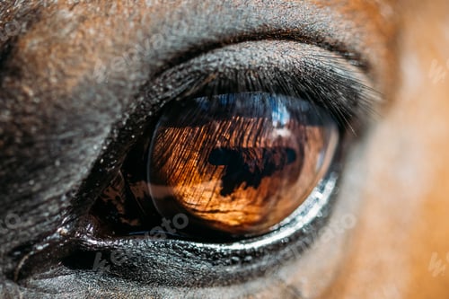 Preview: Close Up Of Arabian Bay Horse