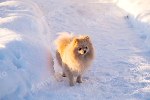 Preview: Small fluffy dog, an adorable pomeranian, standing on snowy path.